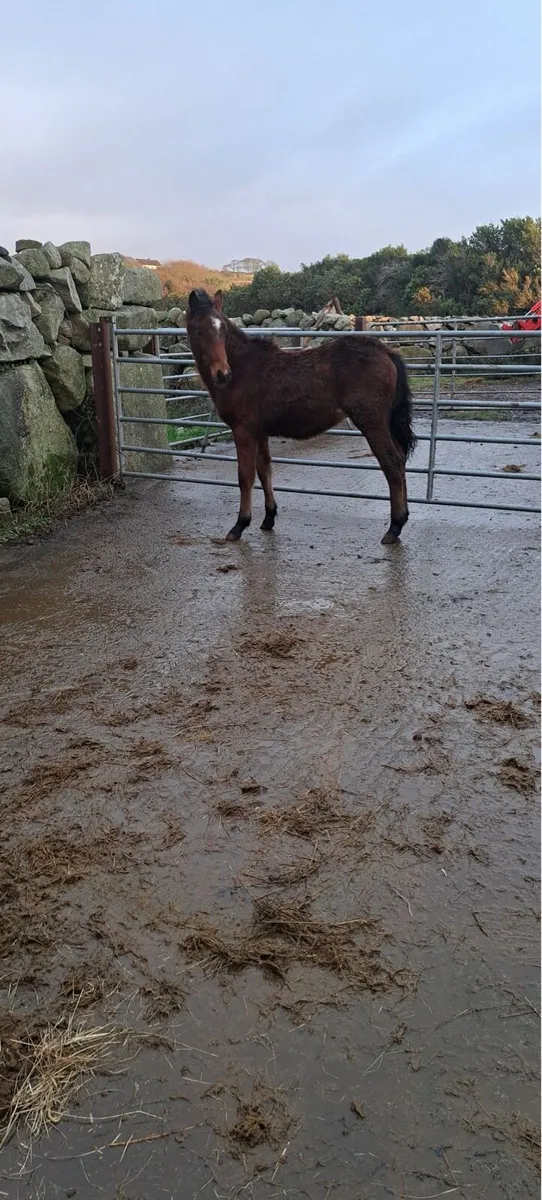 Connemara Colt - Image 3