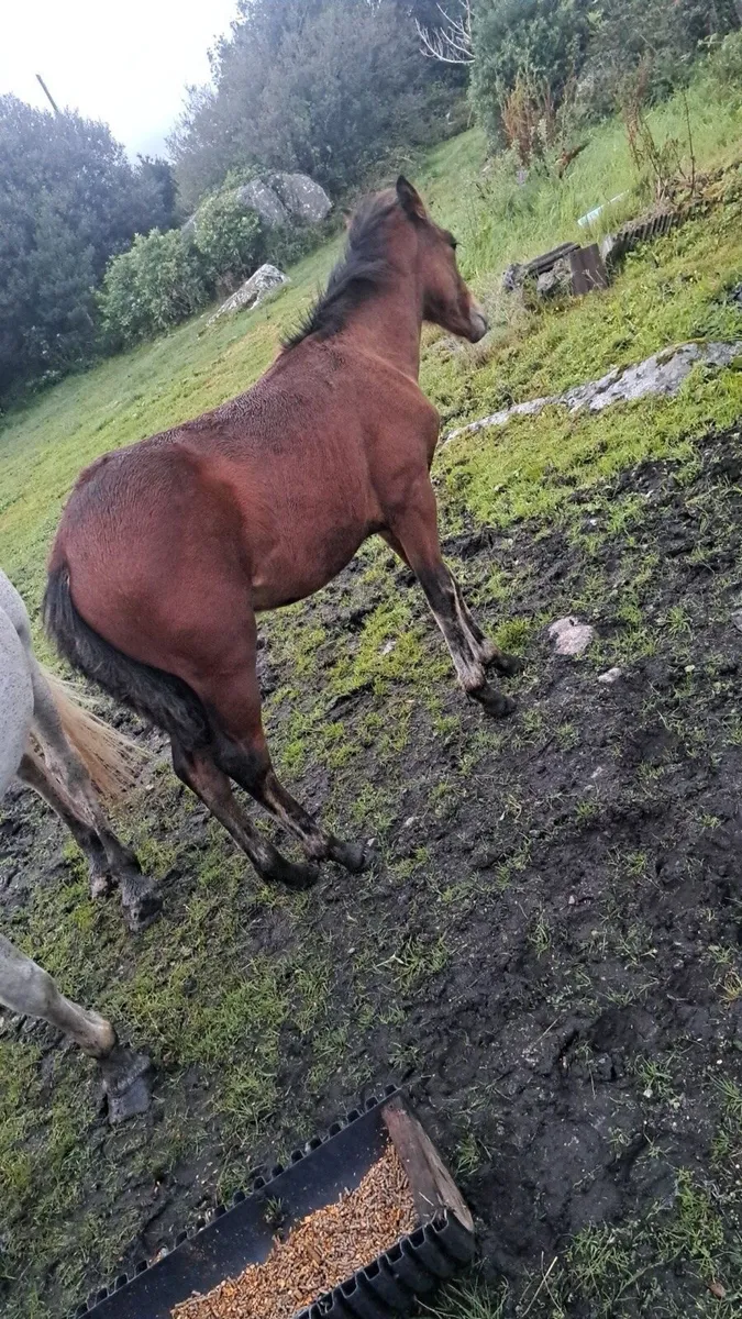 Connemara Colt - Image 4