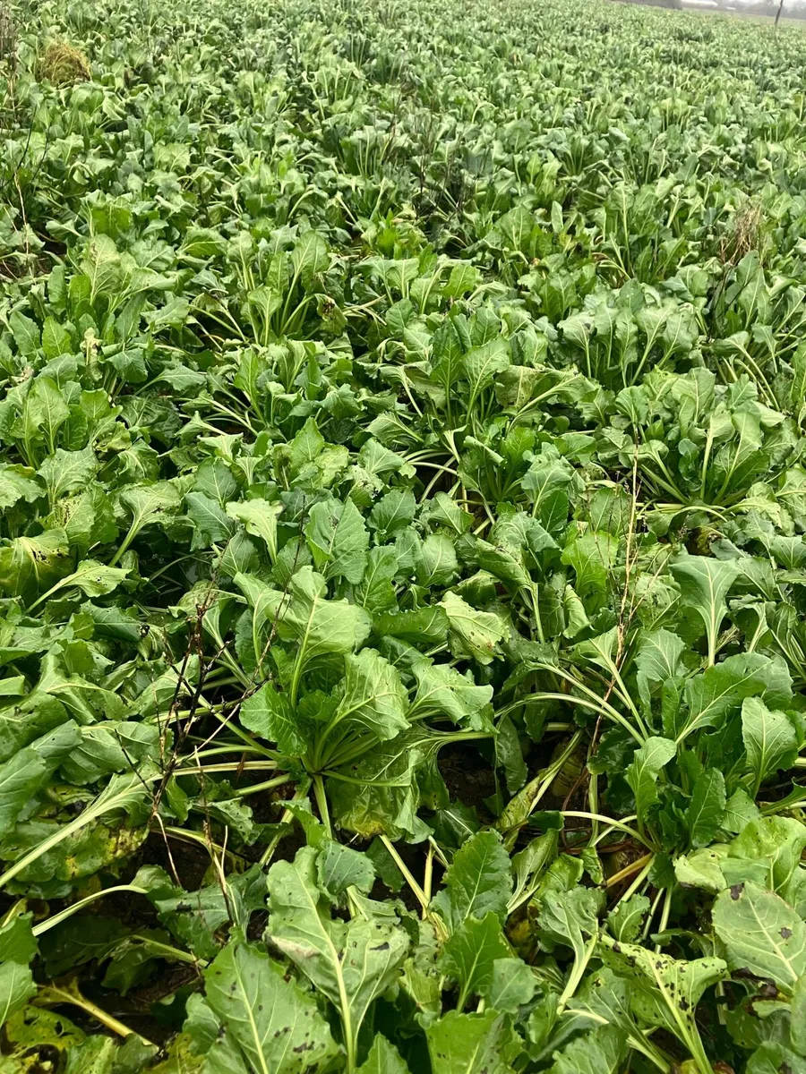 Fodder Beet - Image 1