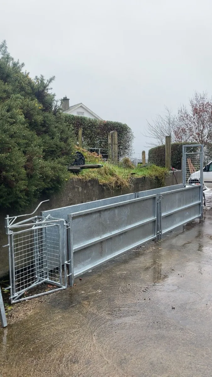 16ft sheep race - Image 1