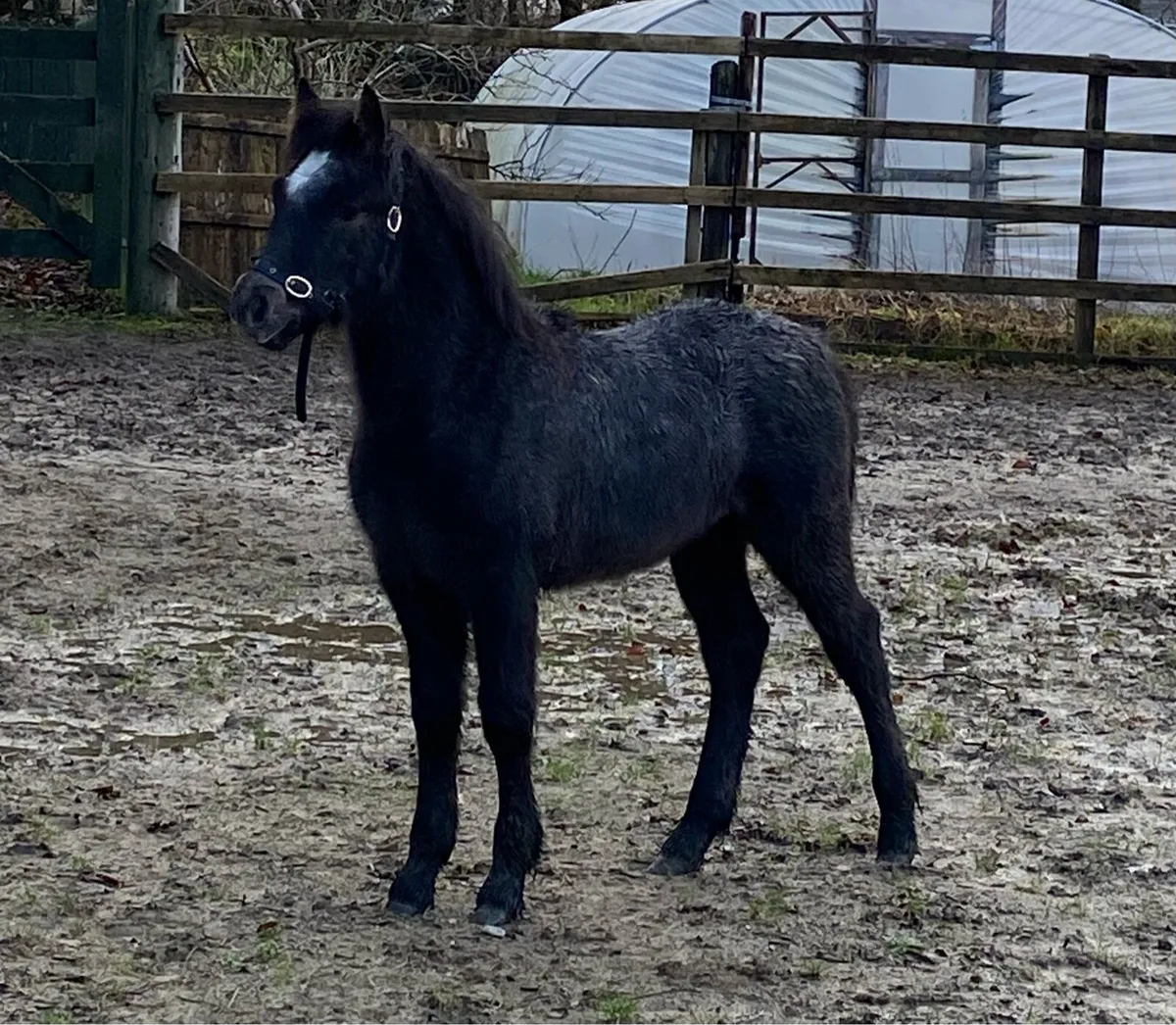 Connemara Colt Foal - Image 1