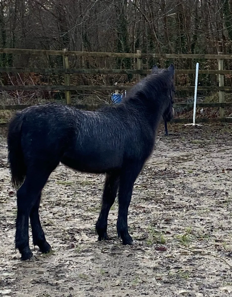 Connemara Colt Foal - Image 2
