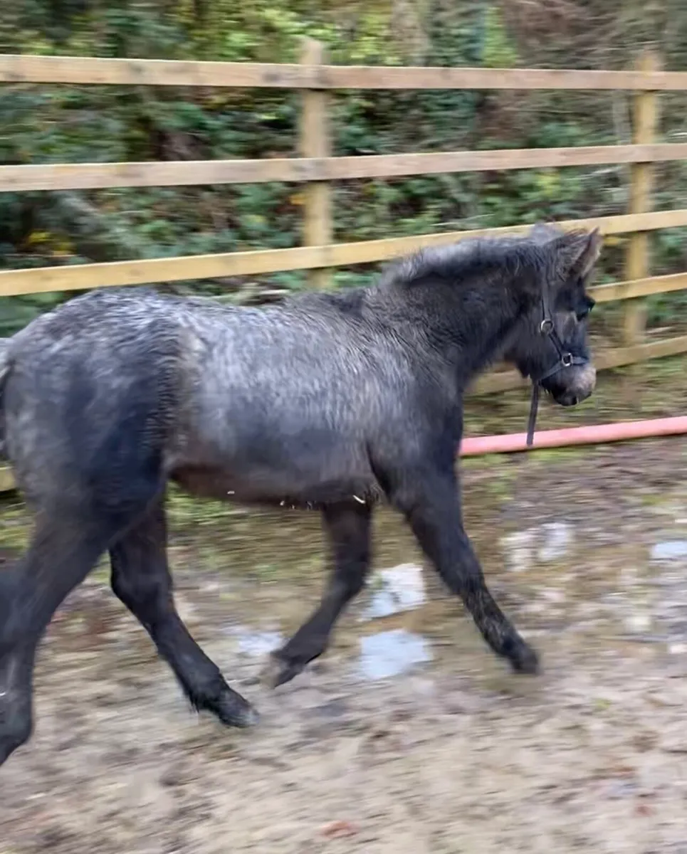 Connemara Colt Foal - Image 3