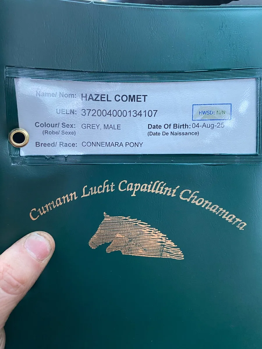 Connemara Colt Foal - Image 4