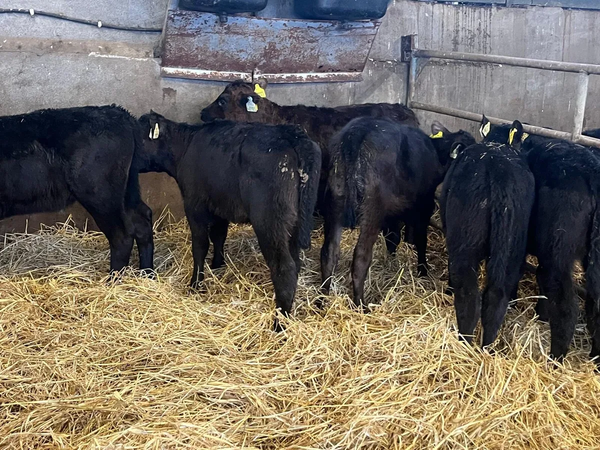 6 reared Angus heifer calf’s - Image 1