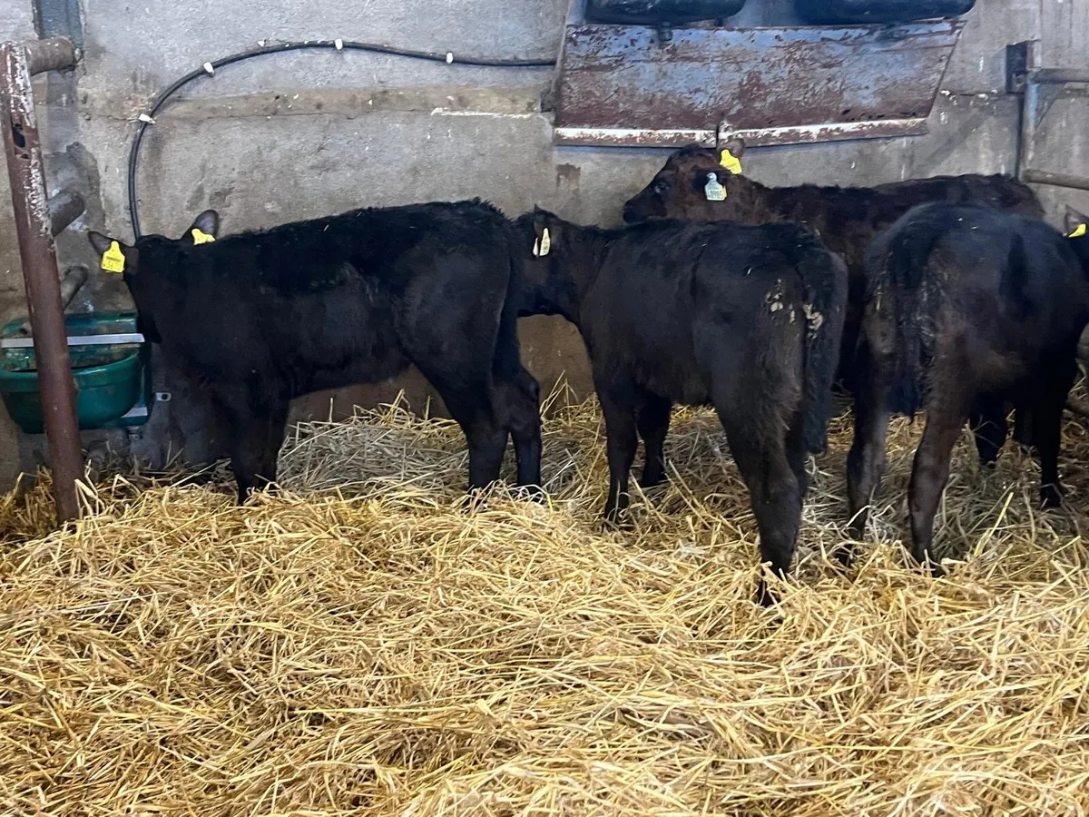 6 reared Angus heifer calf’s - Image 2