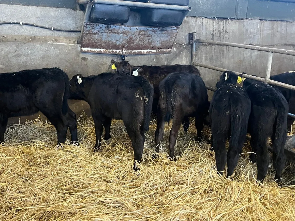6 reared Angus heifer calf’s - Image 3