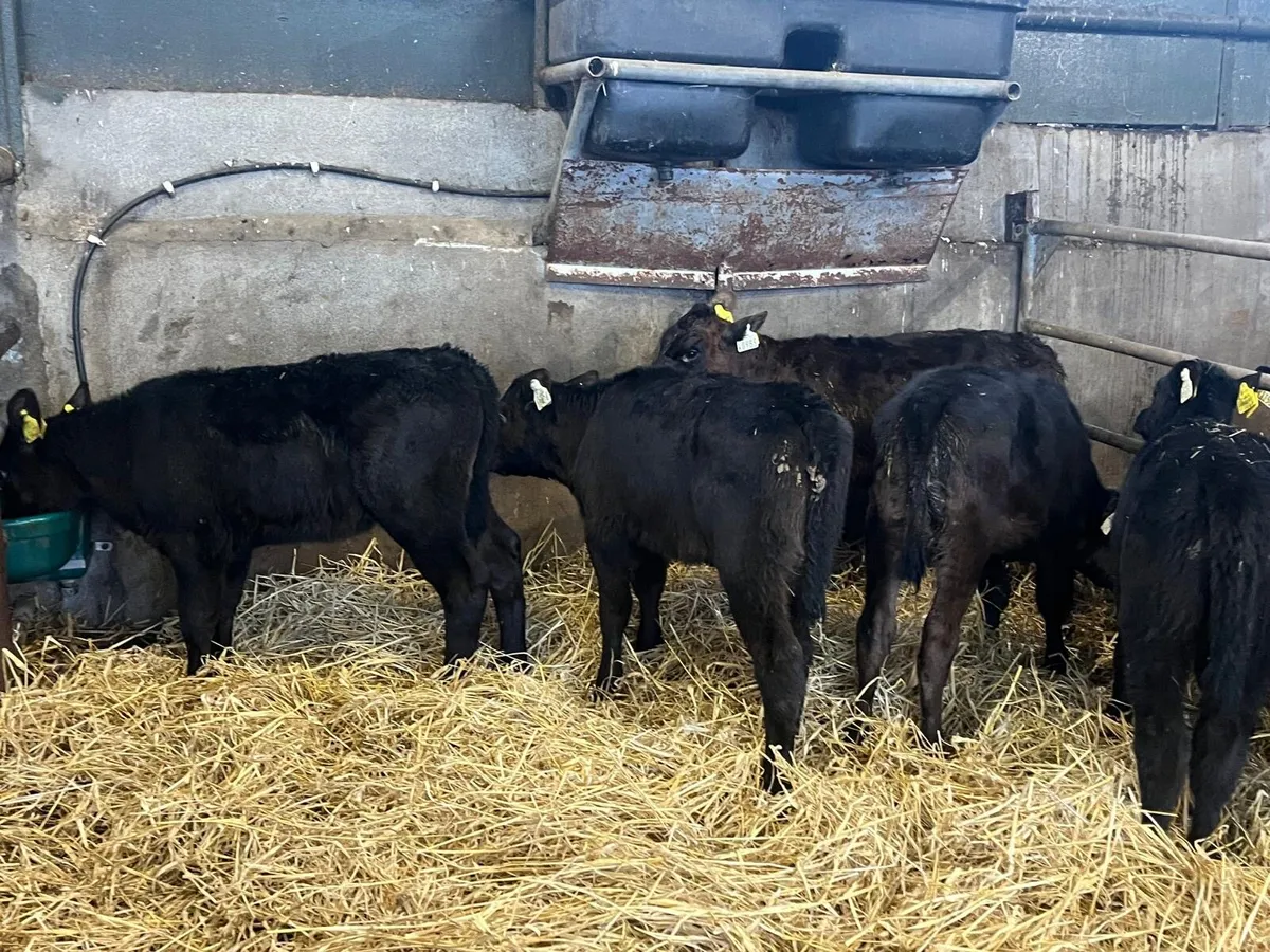 6 reared Angus heifer calf’s - Image 4