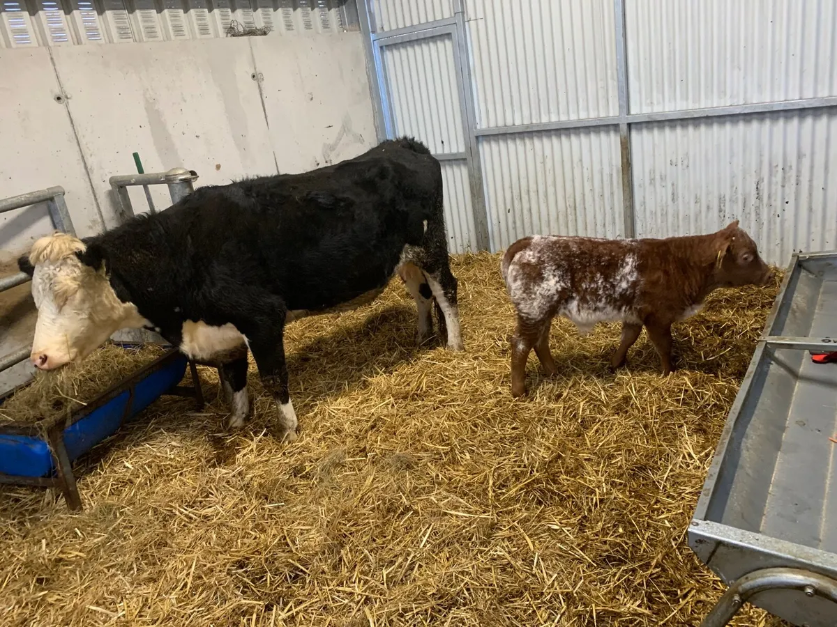 Super Hereford Cow and Roan Shorthorn calf - Image 1