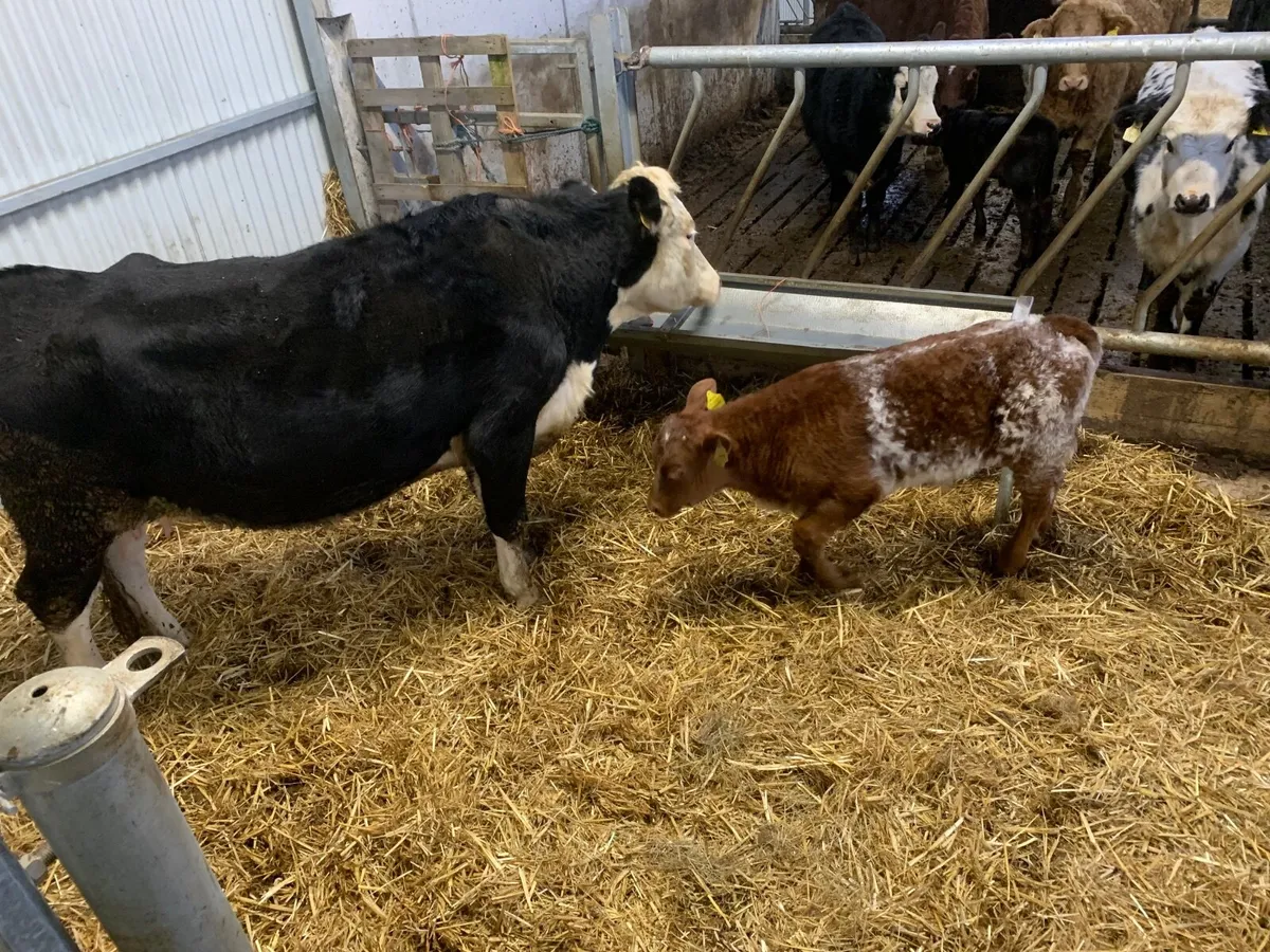 Super Hereford Cow and Roan Shorthorn calf - Image 2
