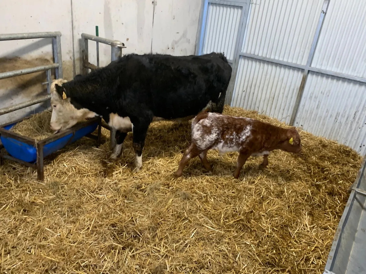 Super Hereford Cow and Roan Shorthorn calf - Image 3
