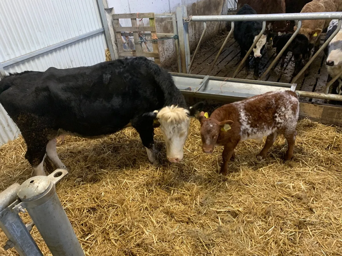 Super Hereford Cow and Roan Shorthorn calf - Image 4