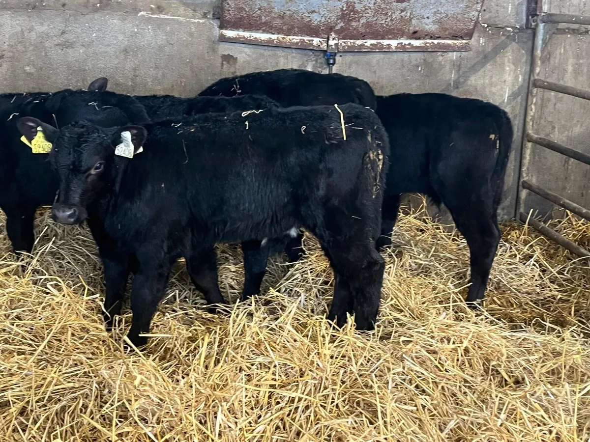 5 super  reared Angus  bull calf’s - Image 1