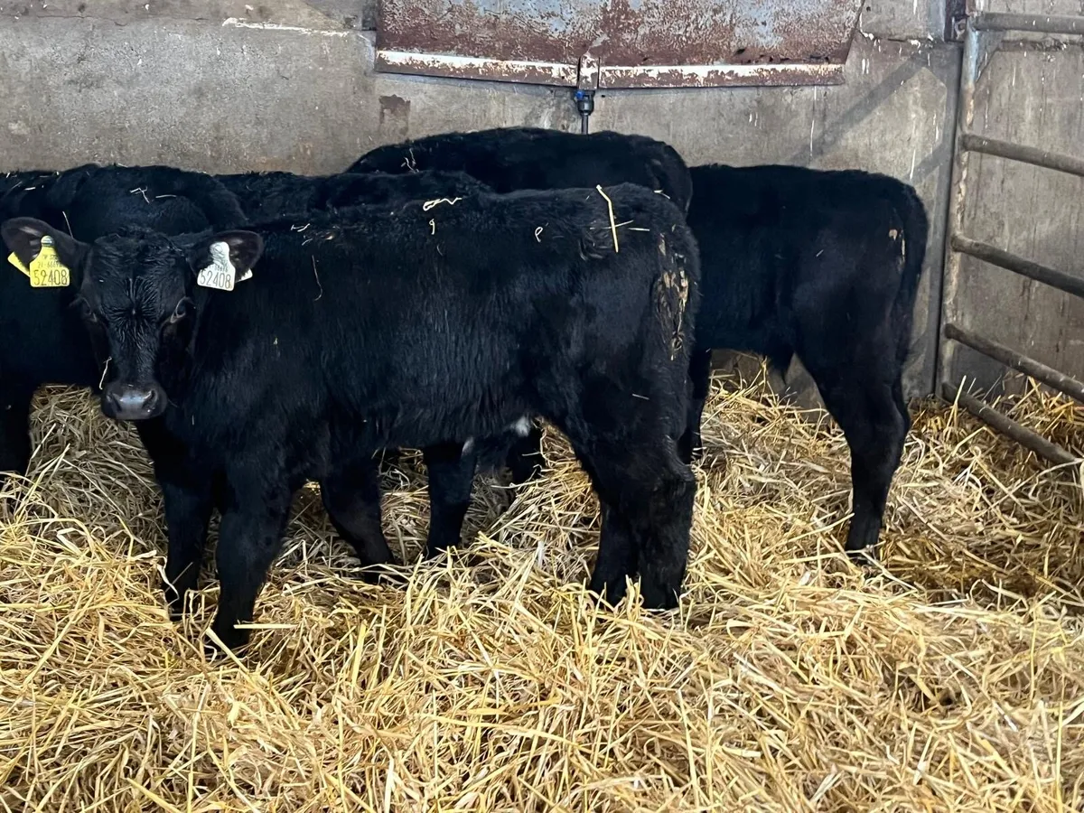 5 super  reared Angus  bull calf’s - Image 2
