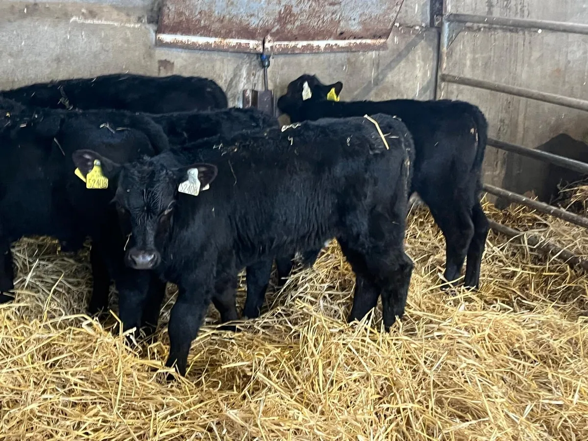 5 super  reared Angus  bull calf’s - Image 3