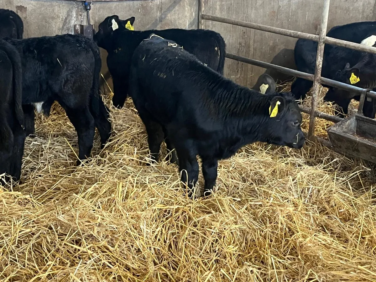 5 super  reared Angus  bull calf’s - Image 4