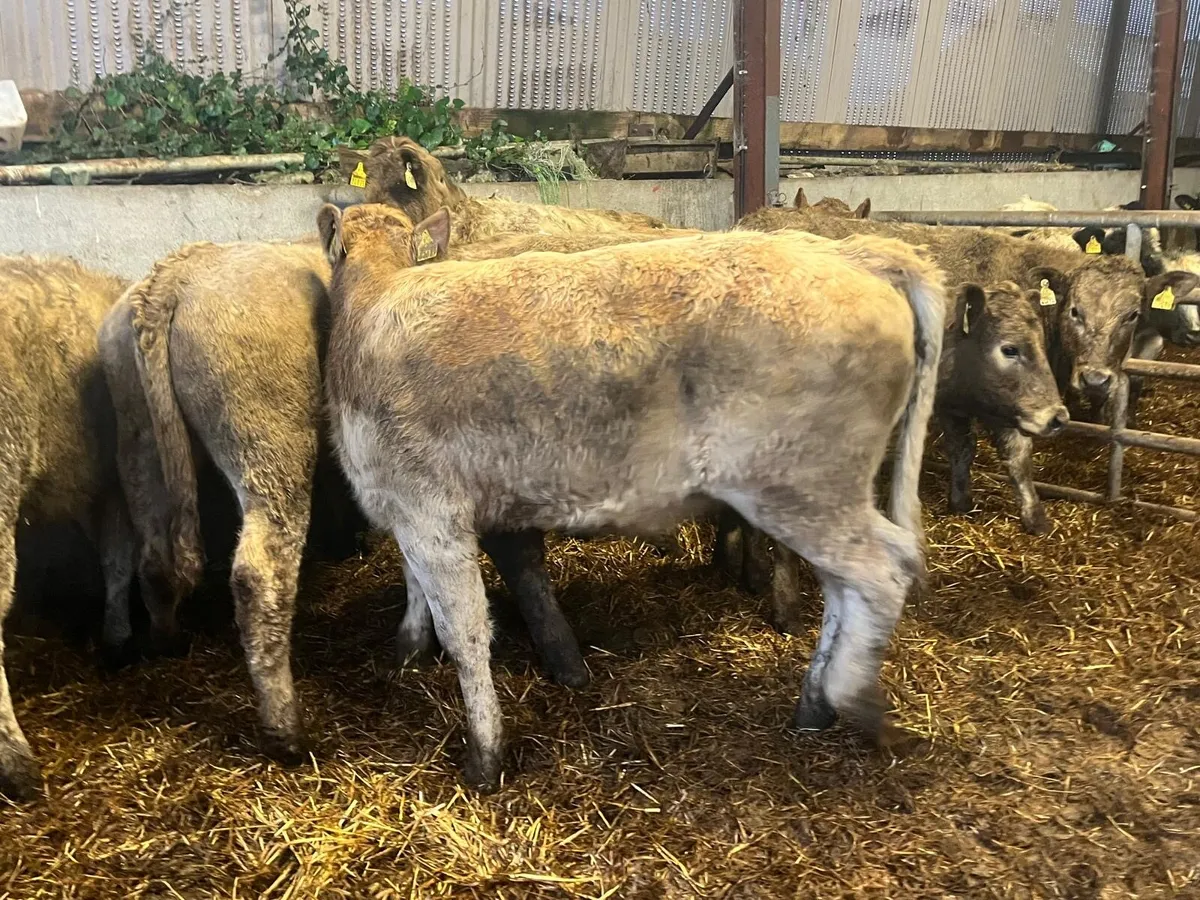 8 super charlaois store  heifers - Image 1