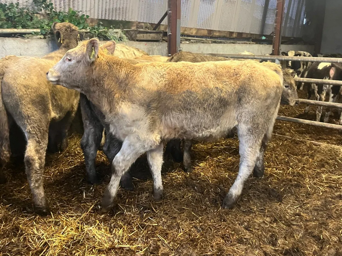 8 super charlaois store  heifers - Image 2