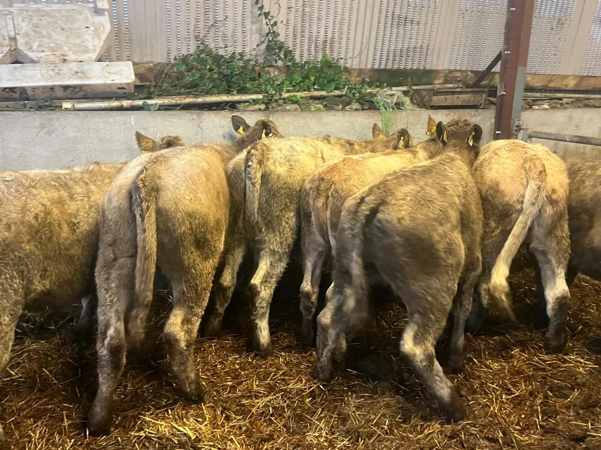 8 super charlaois store  heifers - Image 3