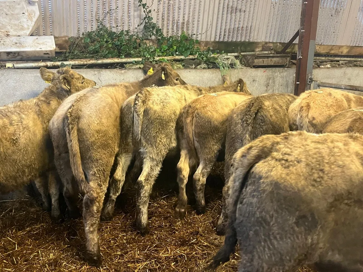 8 super charlaois store  heifers - Image 4