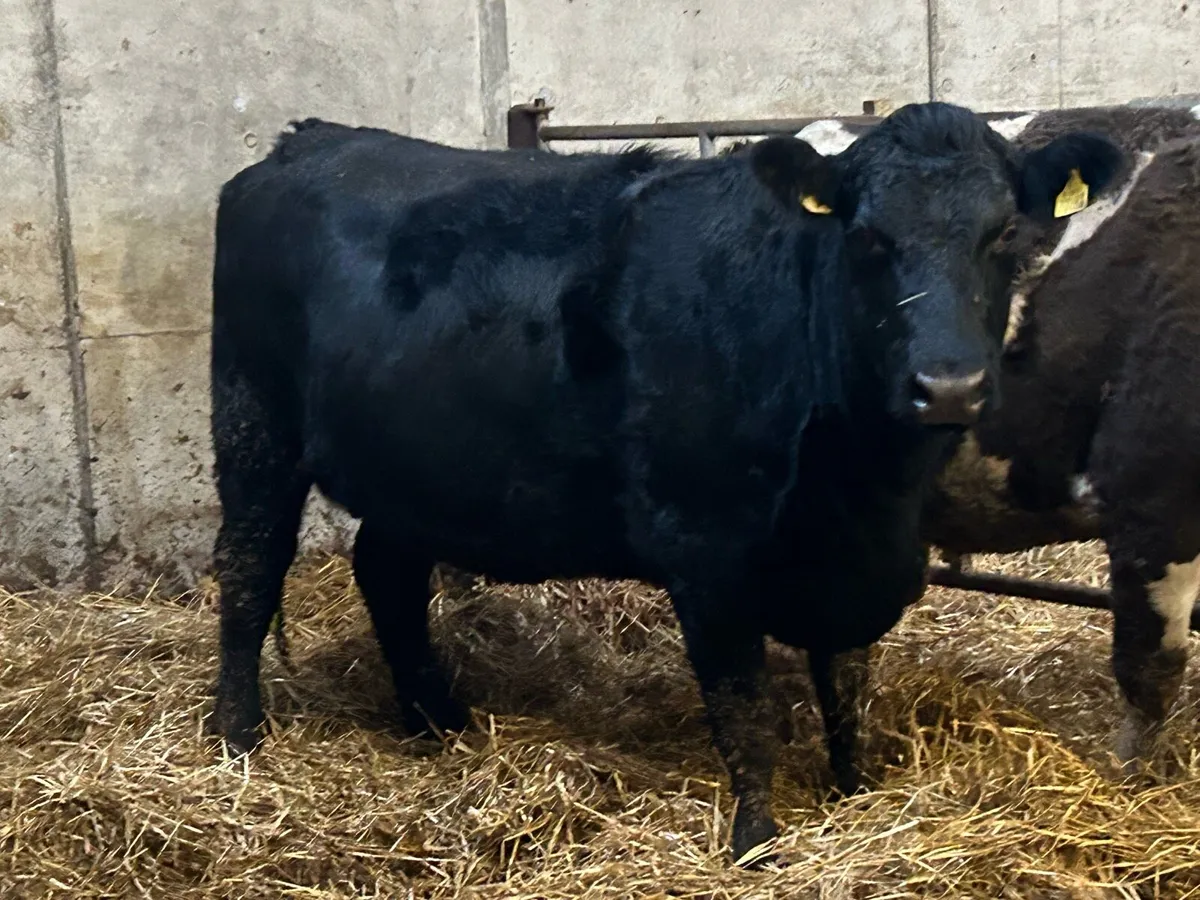 5 star genotyped Angus incalf heifer - Image 2