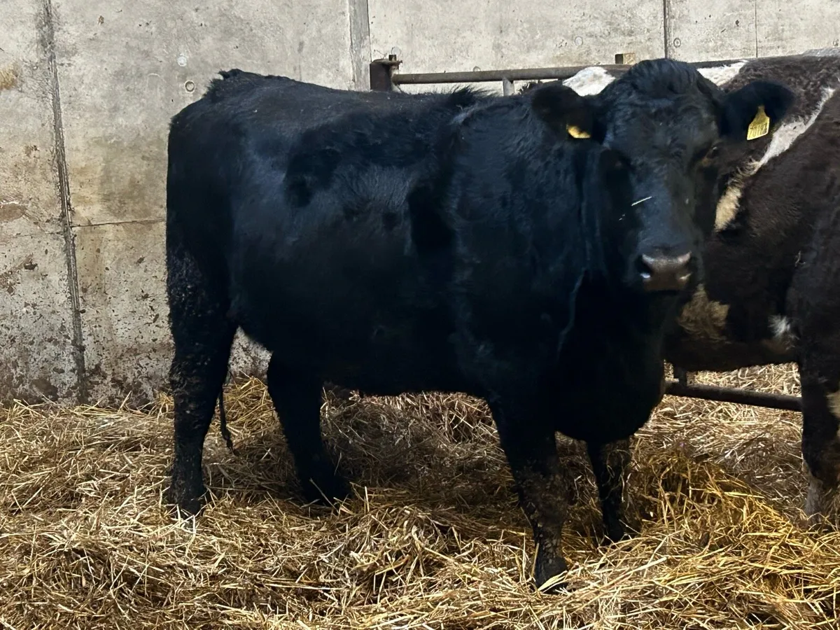 5 star genotyped Angus incalf heifer - Image 3
