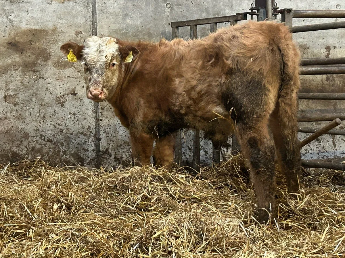 2018 born hex cow and bull calf - Image 2