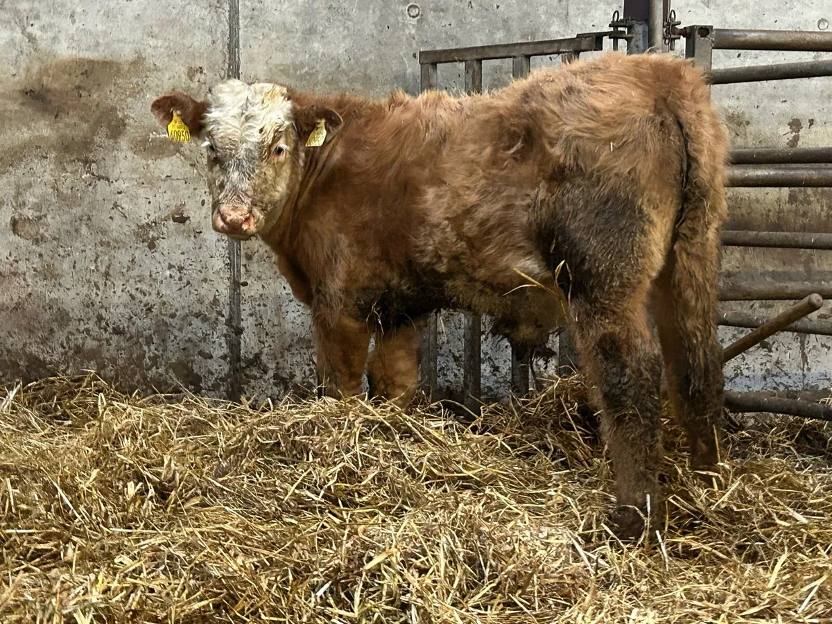 2018 born hex cow and bull calf - Image 3