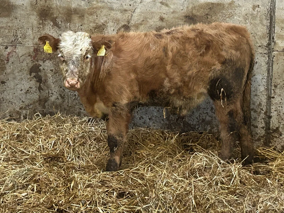 2018 born hex cow and bull calf - Image 4