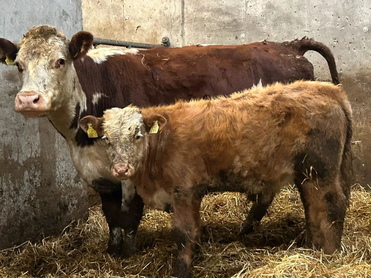 2018 born hex cow and bull calf - Image 1