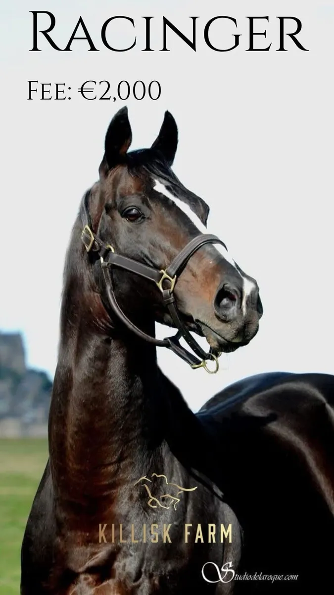 Racinger (FR) AT STUD - Image 1