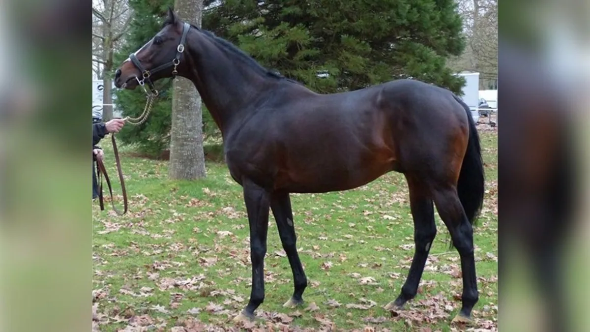 Racinger (FR) AT STUD - Image 2