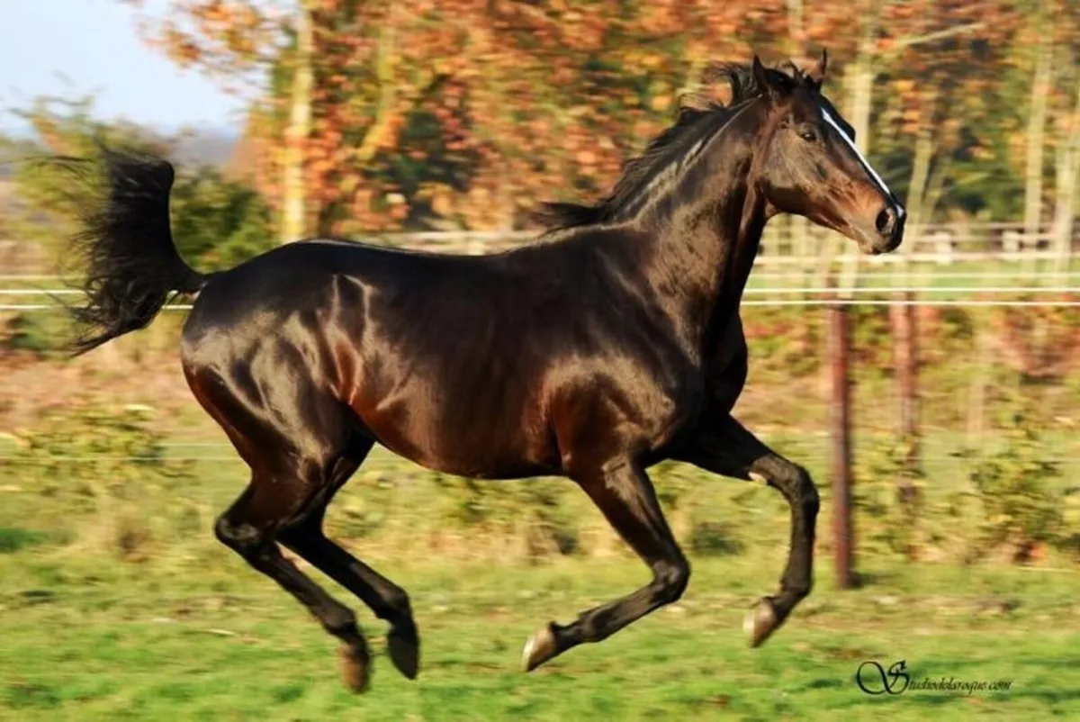 Racinger (FR) AT STUD - Image 3