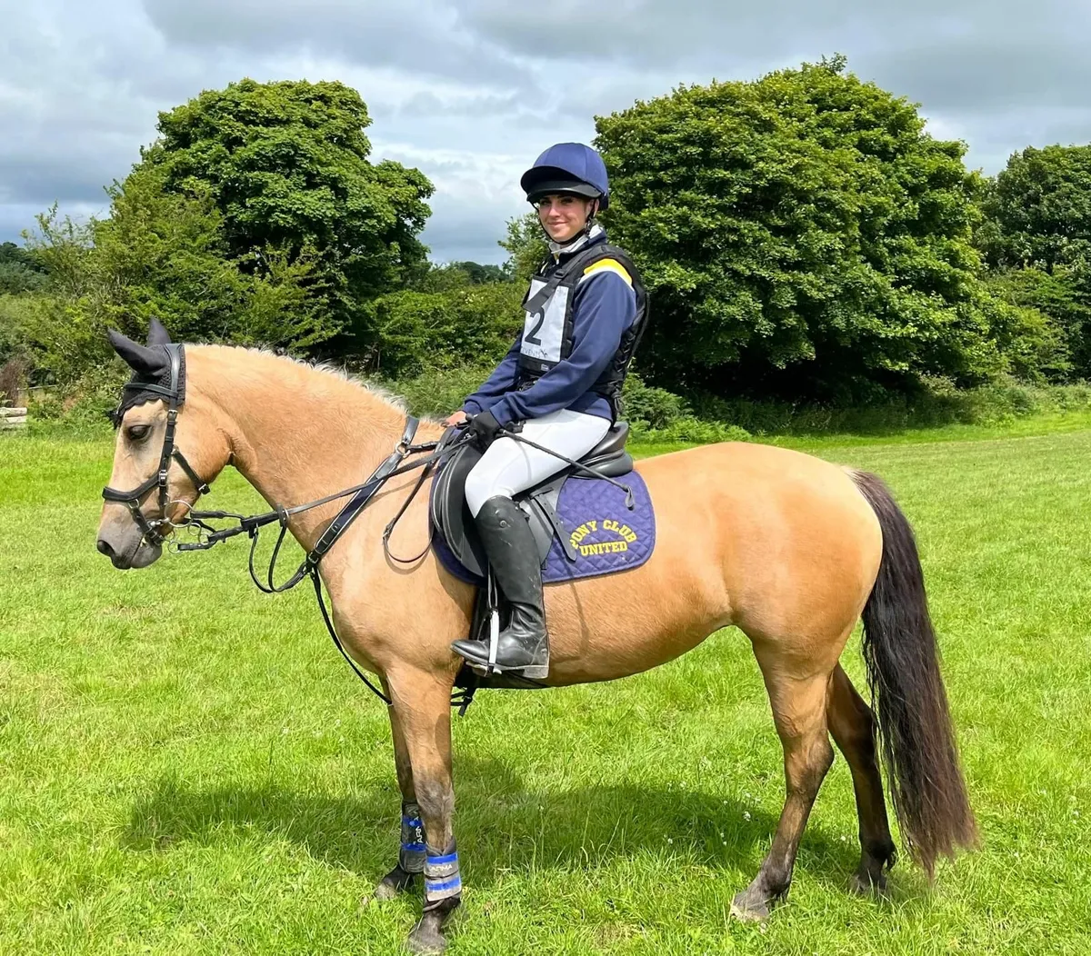 🌟 Stunning All-Rounder Connemara 🌟 - Image 1