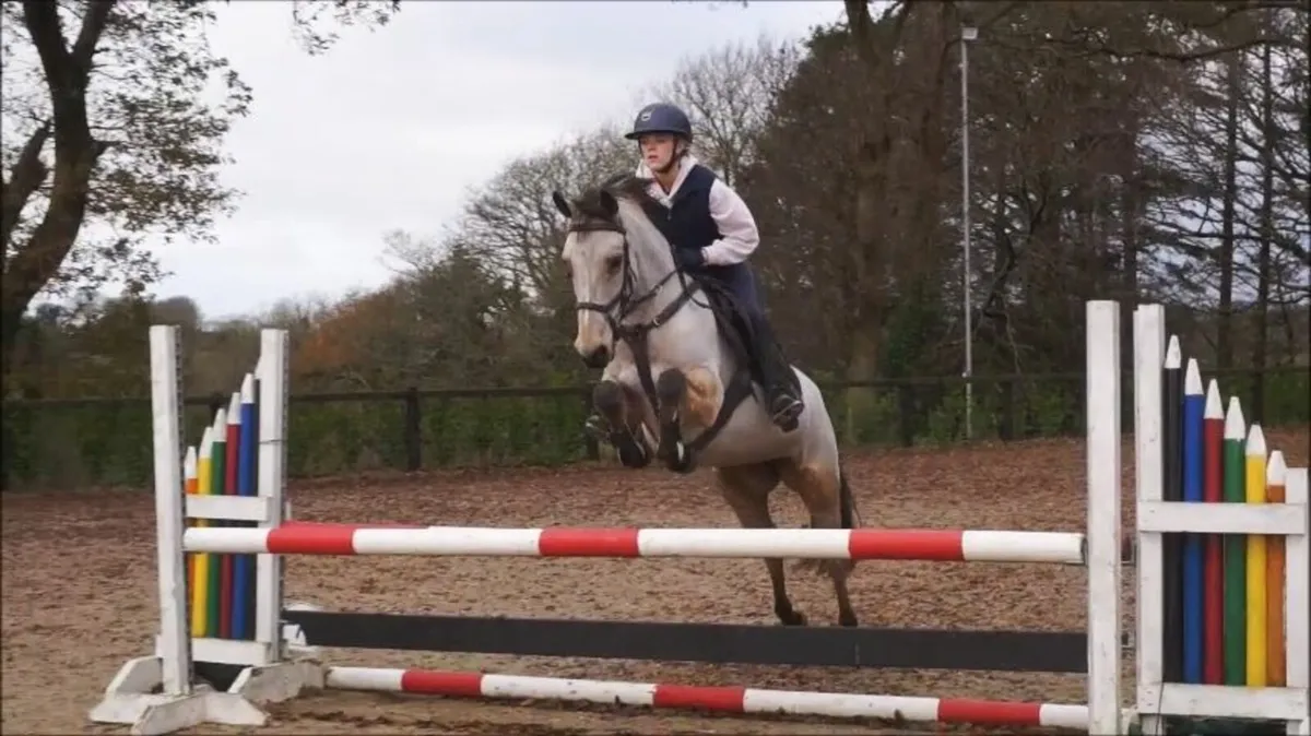 🌟 Stunning All-Rounder Connemara 🌟 - Image 4