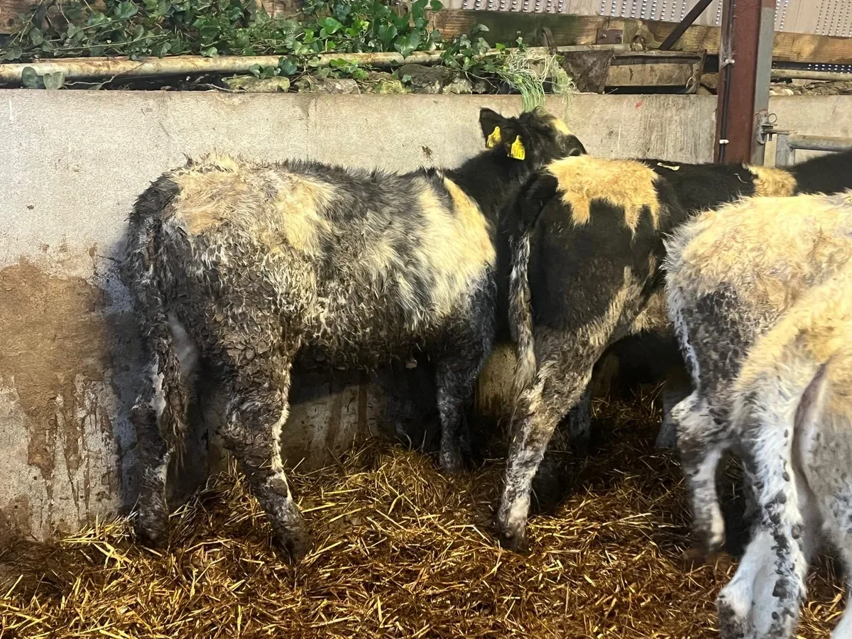 8 super Belgian blue heifers - Image 1