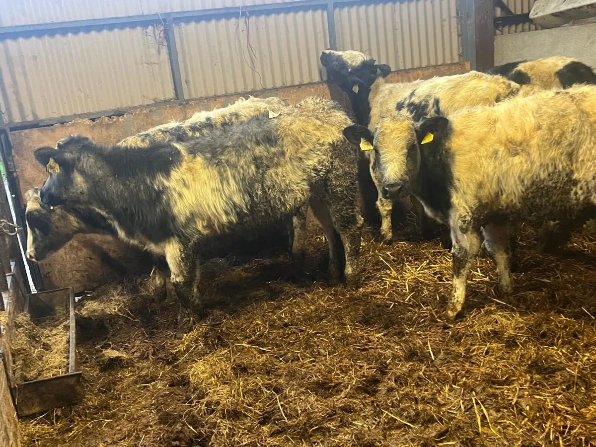 8 super Belgian blue heifers - Image 2