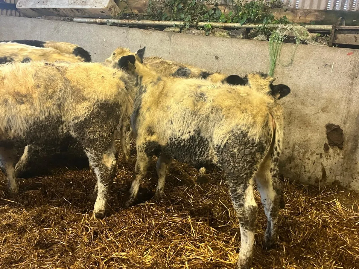 8 super Belgian blue heifers - Image 3