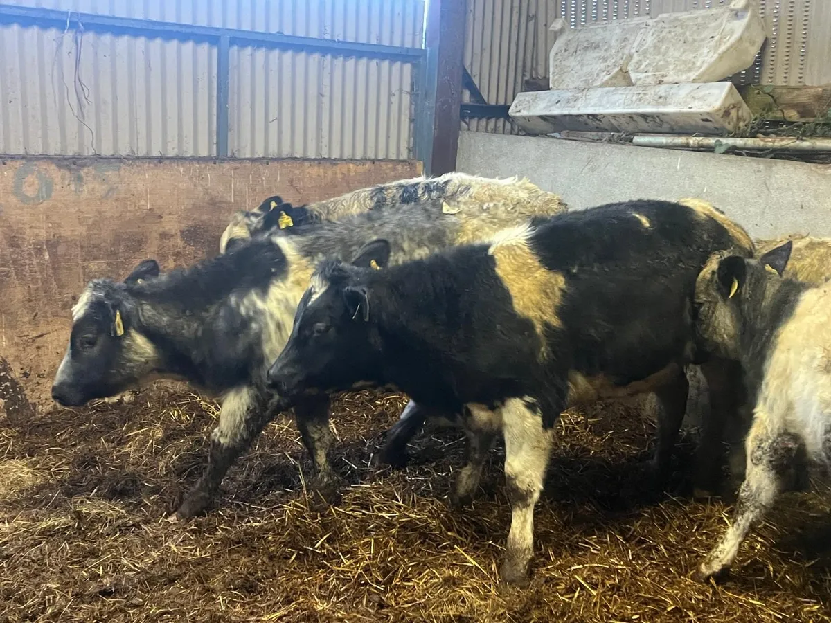 8 super Belgian blue heifers - Image 4