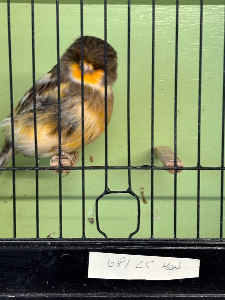 Norwich Canary For Sale and Canary Feeder - Image 1