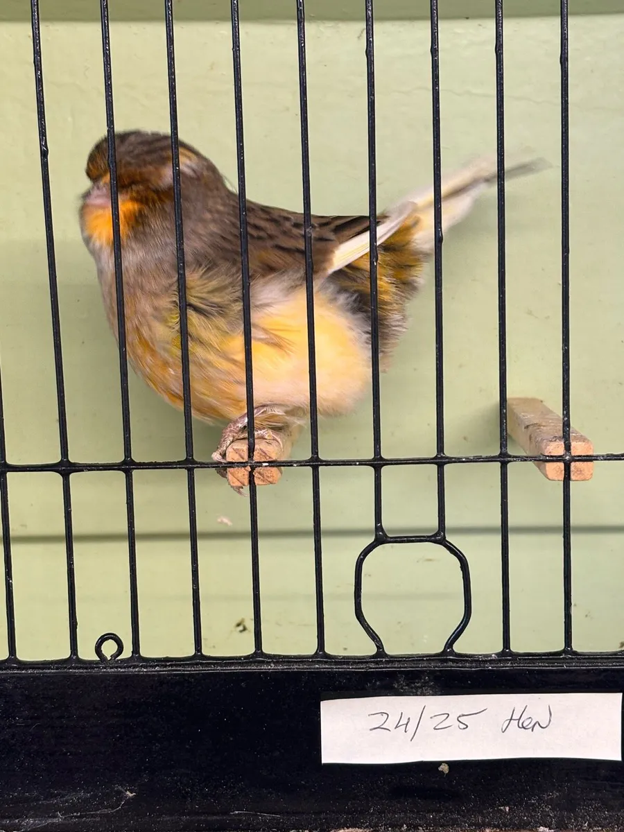 Norwich Canary For Sale and Canary Feeder - Image 2