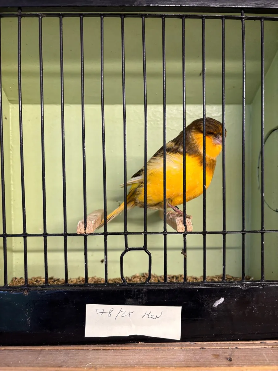 Norwich Canary For Sale and Canary Feeder - Image 3