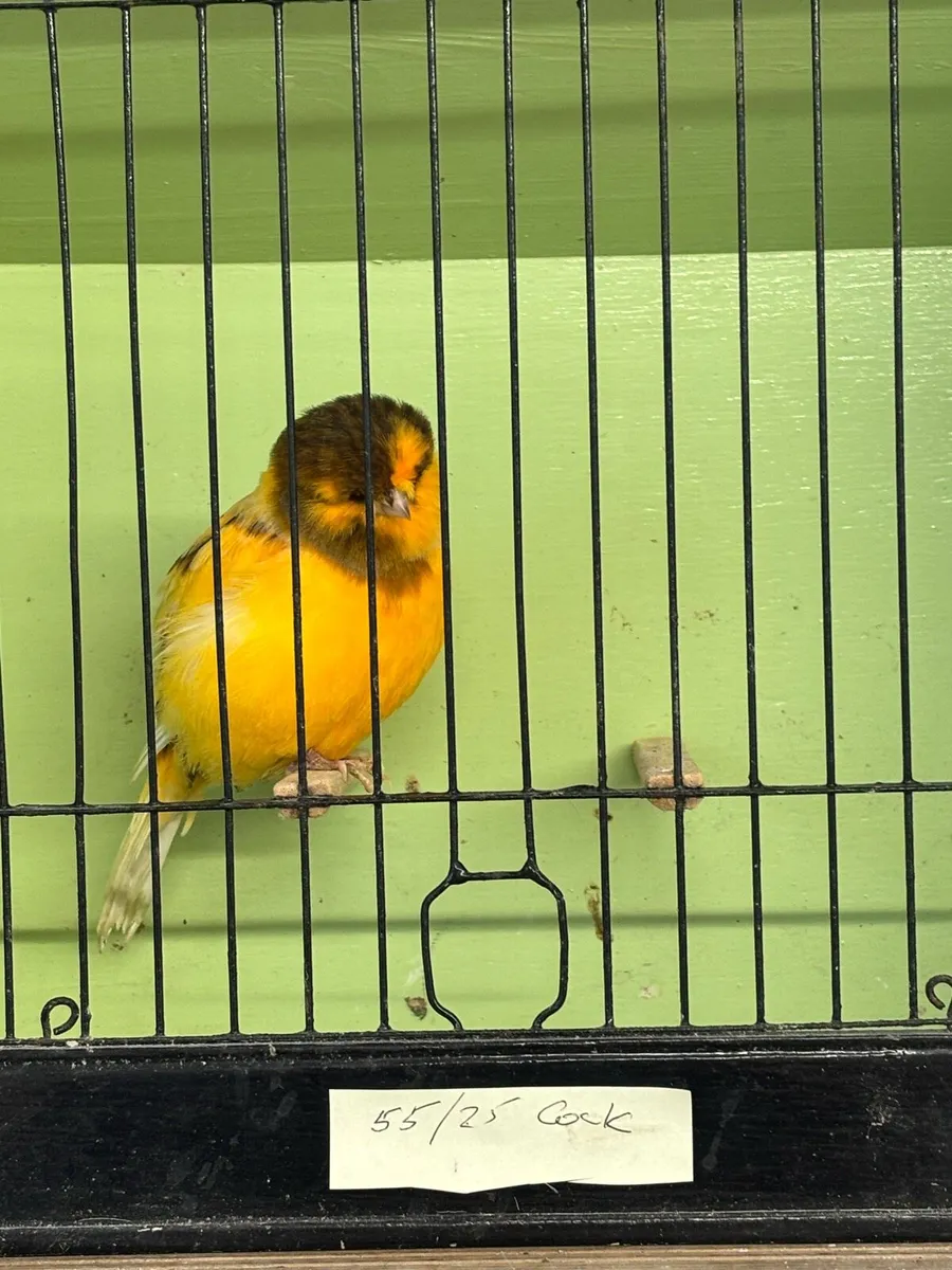 Norwich Canary For Sale and Canary Feeder - Image 4