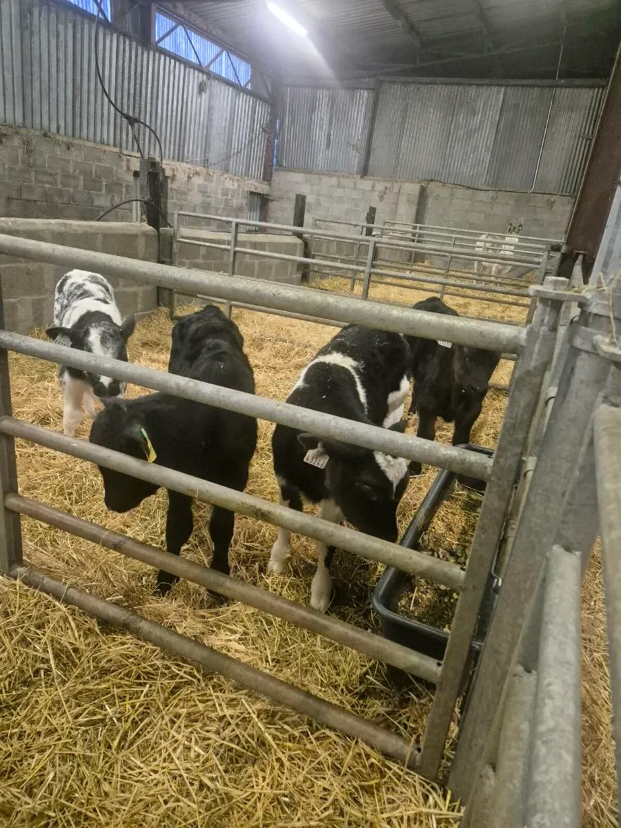 Calves - Image 1