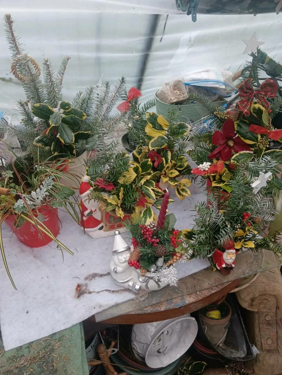 Beautiful fresh pots 5 each - Image 1