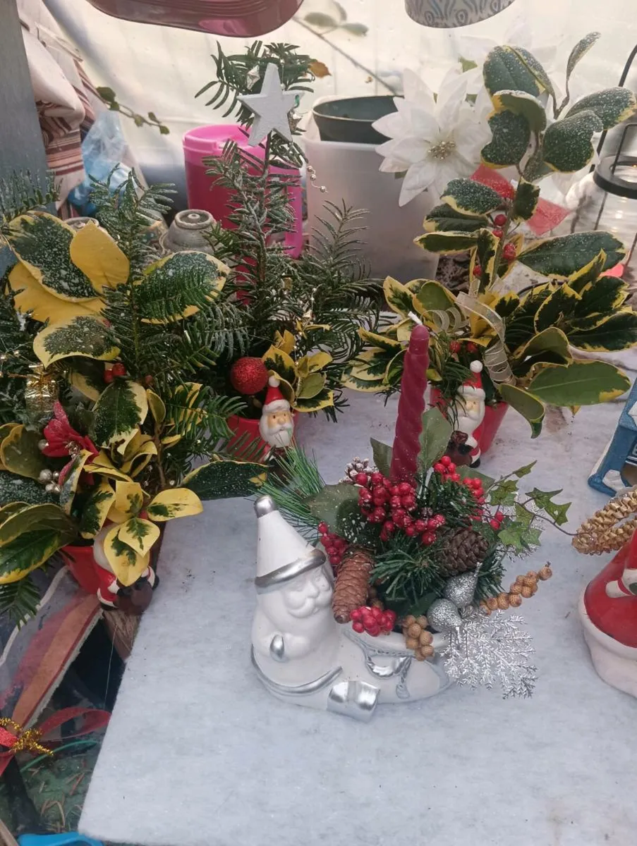 Beautiful fresh pots 5 each - Image 4