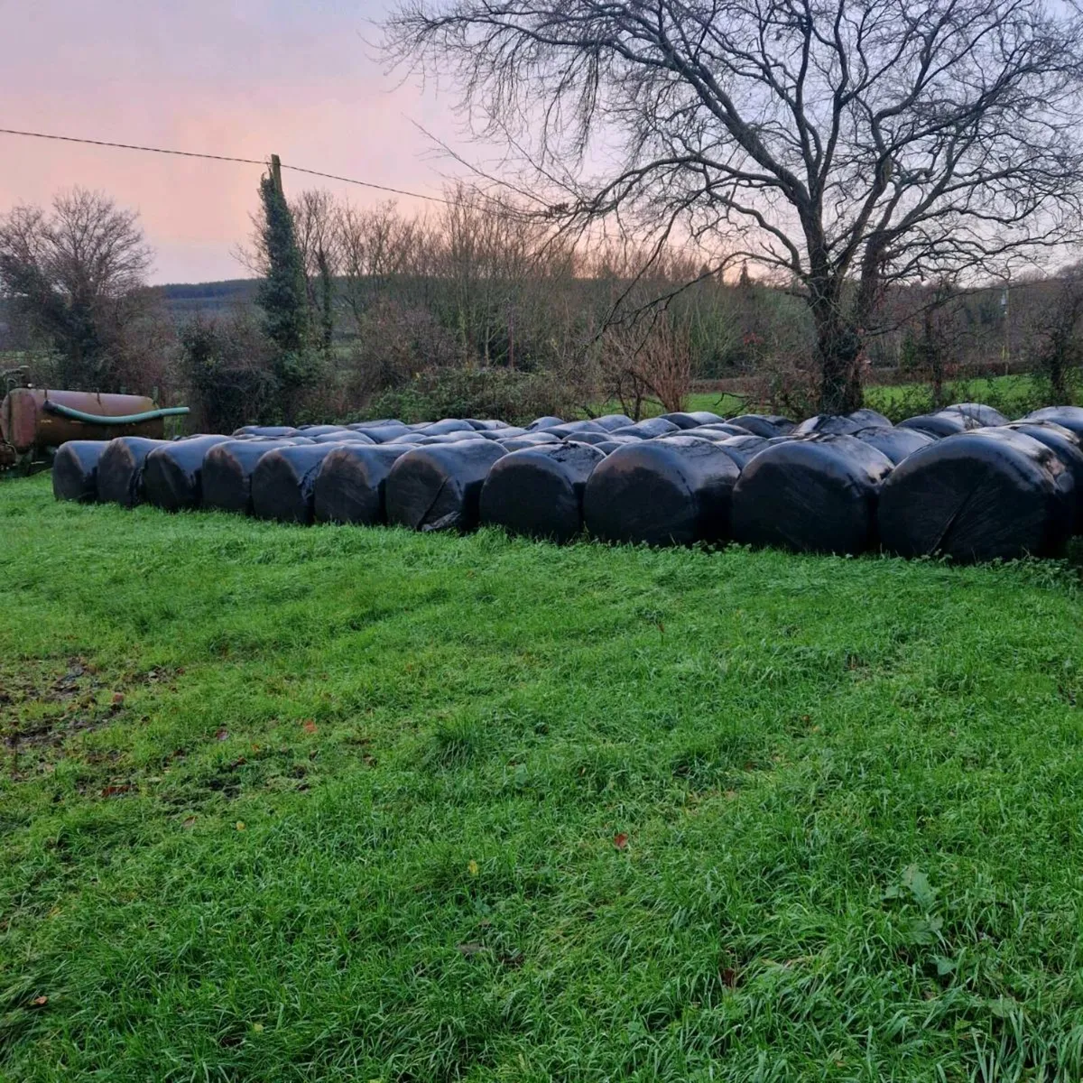 Silage bales - Image 1