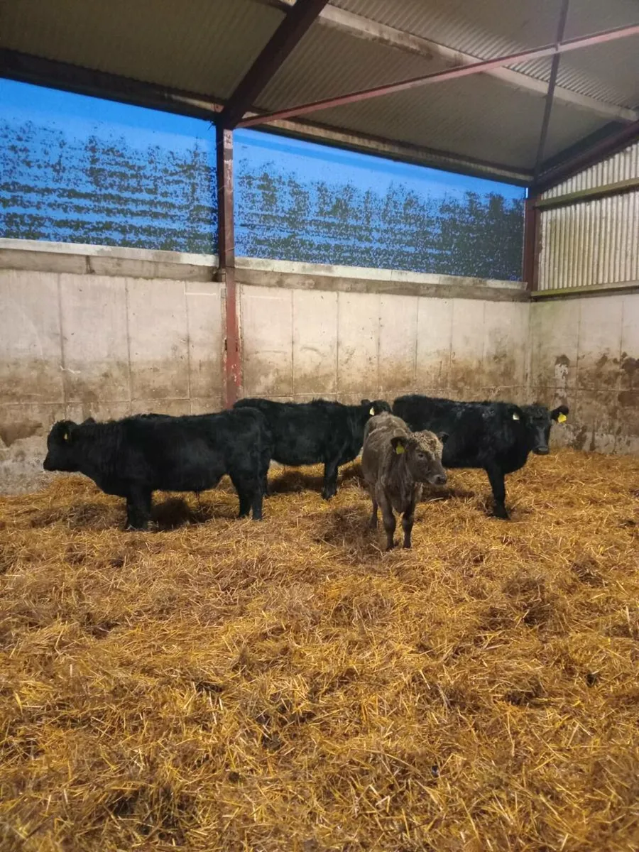 "Organic" weanlings 3 heifers 1 bullock - Image 1