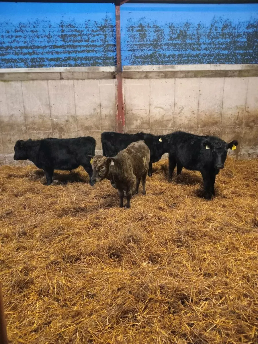 "Organic" weanlings 3 heifers 1 bullock - Image 2