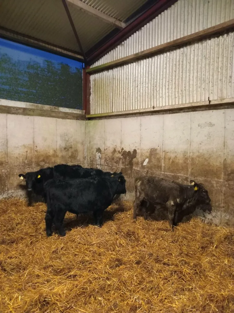 "Organic" weanlings 3 heifers 1 bullock - Image 3